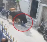 A cow repeatedly targeting a school kid in Chennai