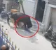 A cow repeatedly targeting a school kid in Chennai