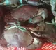 Italy to spend 26 crores to tackle invasion of aggressive blue crabs