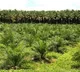 Telangana allots 82,000 acres to Lohiya Group for oil palm cultivation