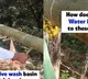 Nagaland Minister Shares Video Of Bamboo Washbasin Netizens Hail Ecofriendly Innovation