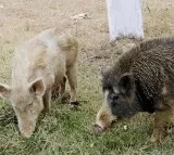 Thieves Stole Pigs in Anantapur Andhra Pradesh Visuals Record in CCTV Camera