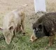 Thieves Stole Pigs in Anantapur Andhra Pradesh Visuals Record in CCTV Camera