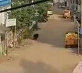 Bear that created panic in Telangana's Karimnagar captured