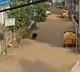 Bear that created panic in Telangana's Karimnagar captured