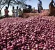 Center to release onion buffer stock into market to curb price rise