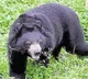 A wild bear creates ruckus in Karimnagar