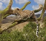 Leopard spotted at 38th turn in Tirumala first ghat road