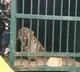 Leopard which killed six year old girl in tirumala gets caught