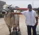 Betting bulls sold for one crore rupees video goes viral