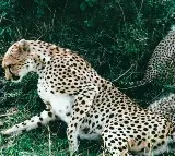 25 to 30 cheetas in Trirumal Seshachalam