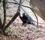 pilgrims saw A bear on tirumala Srivari steps