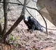 pilgrims saw A bear on tirumala Srivari steps