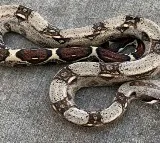Customers Shocked To Find Big Snake In Shopping Cart At A US Store