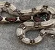 Customers Shocked To Find Big Snake In Shopping Cart At A US Store