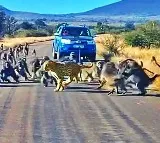 Baboons Attack A Leopard In The Middle Of The Road