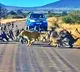 Baboons Attack A Leopard In The Middle Of The Road