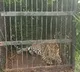 Another leopard trapped on trekking route to Tirumala temple