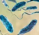 Three dead in Connecticut and New York post contacting rare flesh eating bacteria