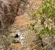 Another Leopard died in Sri Sathyasai district