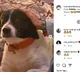 Mahesh Babu pet dog Pluto dies Namrata Shirodkar and Sitara share heartfelt goodbyes