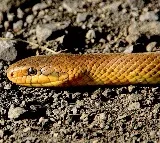 UP man bitten by snake in Gujarat, travels 1300 kms to get treated