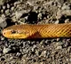 UP man bitten by snake in Gujarat, travels 1300 kms to get treated