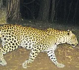 Two leopards and bears roaming in Tirumala walk way