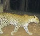 Two leopards and bears roaming in Tirumala walk way