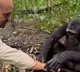 Anand Mahindra Shares Clip Of Chimpanzee Washing A Photographers Hands