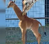 Giraffe Calf Without Spots Born In US Zoo