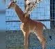 Giraffe Calf Without Spots Born In US Zoo