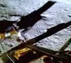 A Michael Jackson 'act' & ramp walk - India’s rover rocks on the moon