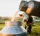 Environmental impact of milk production from animals