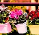 Delhi gears up for G-20 Summit; 6.75L flower, foliage pots to adorn roads, venues