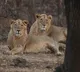 Two tourists, four others fined Rs 1.75 lakh for illegal entry into Gir Forest
