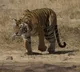 Tigress bites off her own tail in Lucknow Zoo