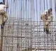 Hyderabad cop saves kitten stranded on under construction pillar