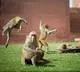 Delhi Officials set to deploy Langur mimics to tackle monkeys ahead of G20 summit