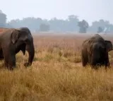Couple trampled to death by wild elephants in Andhra Pradesh
