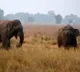 Couple trampled to death by wild elephants in Andhra Pradesh