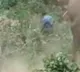 Injured elephant attacks forest crew trying to administer treatment, one killed