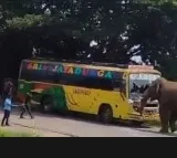 Elephant goes on rampage on highway in Andhra