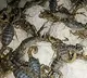 Scorpion farming to harvest poison to be used in cometics and medicines