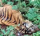 One tiger killed in every three days in India