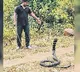 13 feet Giri Nagu captured in Anakapalle district