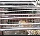 Fifth leopard captured on Tirumala temple walkway
