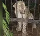 Another leopard caught on Tirumala alipiri road