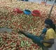 Tomato prices expected to fall after higher supplies in Telugu states