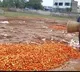 Tomato prices dips after three months